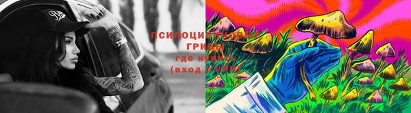 индика Белокуриха